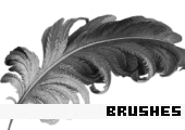 Photoshop Brushes 105 - 