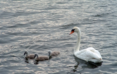 Schwanenfamilie