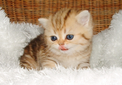 Exotic Shorthair Kitten