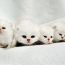 Exotic Shorthair Kitten