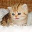 Exotic Shorthair Kitten